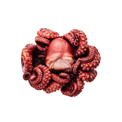 Rare Food Shop Boiled Octopus Whole 1.3- 1.4 Kg