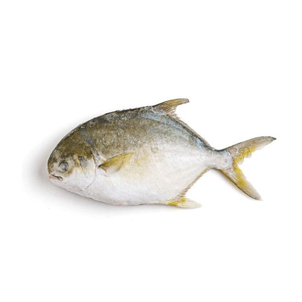 Rare Food Shop Fish Frozen Fish Pompano 400-500G Whole